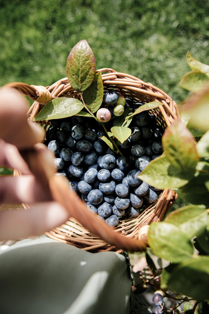 A person holding blueberries in a basket in the garden